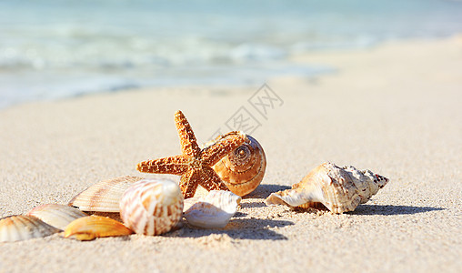 海星在海滩上阳光海浪热带旅游旅行天空珊瑚假期海景风景图片