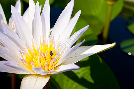 白莲花盛开晴天园艺橙子花朵场地植物群花园植物学叶子宏观图片