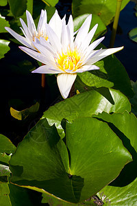 白莲花宏观橙子植物花瓣礼物花朵植物群花园园艺展示图片