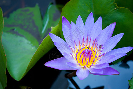 浅蓝色莲花植物群花瓣植物展示园艺晴天橙子宏观场地叶子图片