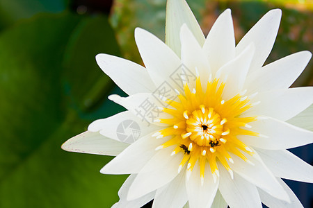 白莲花盛开展示花瓣植物园艺花朵场地宏观花园叶子礼物图片