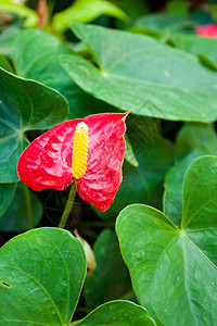 花橙子白色花园园艺棕色植物群绿色季节静脉植物图片