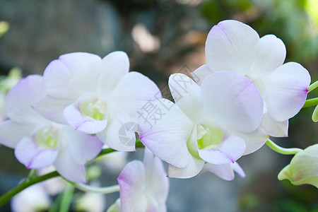 白兰花园艺宏观橙子植物群植物兰花展示礼物美丽花园图片