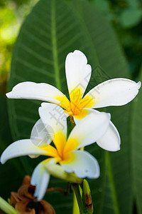 白花盛开花朵园艺白色叶子花瓣花园植物群展示礼物美丽图片