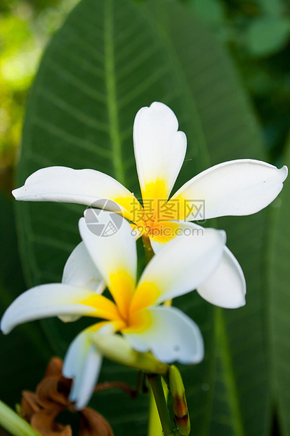 白花盛开花朵园艺白色叶子花瓣花园植物群展示礼物美丽图片