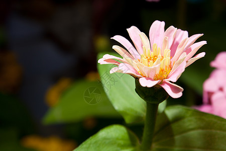 白花就要开花了植物群院子郁金香射线公园庆典植物明信片花束花园图片