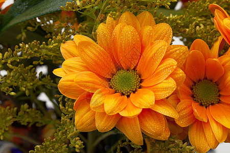 橙菊花花绿色金色植物菊花橙子花束雏菊活力花瓣图片