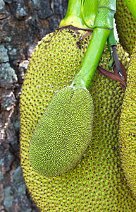 杰克水果热带营养异国花园饮食树干情调维生素菠萝蜜叶子图片