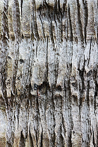 圆木盒皮肤山脊植物树木裂缝树干日志木材材料风化背景图片