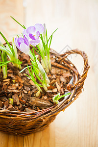 篮子中弹簧花束季节植物灯泡地面礼物园艺女性红花花园图片