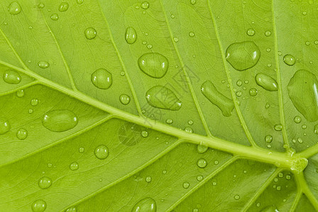 有水滴的绿叶雨滴叶子飞沫白色植物群热带植物绿色静脉花园图片