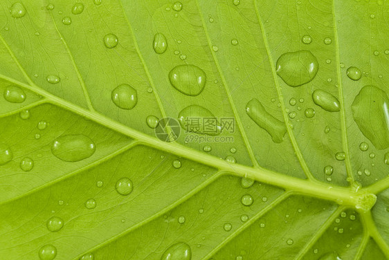 有水滴的绿叶雨滴叶子飞沫白色植物群热带植物绿色静脉花园图片