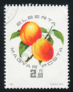 桃子油桃水果种植者历史性浆果果园海豹邮件农业树叶图片