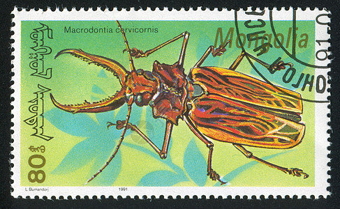 昆虫野生动物鞘翅目历史性飞行翅膀明信片邮票集邮眼睛动物图片