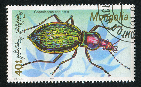 昆虫漏洞海豹邮票信封眼睛荒野甲虫野生动物古董明信片图片
