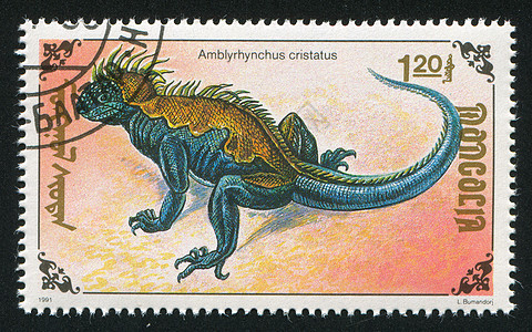 蜥蜴动物群信封邮件尾巴生物邮戳海豹沙漠邮票荒野图片