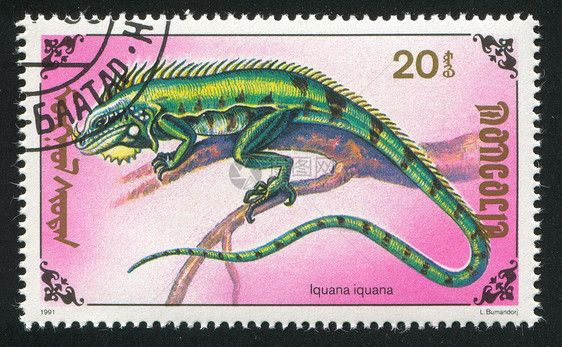 蜥蜴爬行动物邮资蜥蜴人历史性动物古董邮戳荒野邮件信封图片