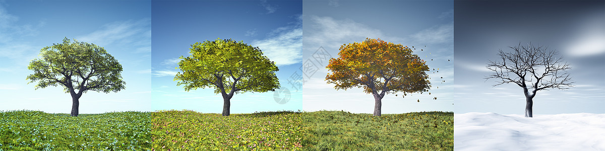四季树时间场地橡木美丽天气叶子树叶天空生活蓝色背景图片