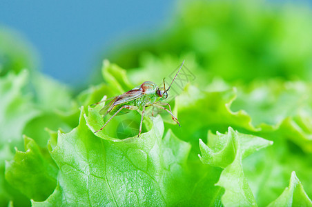 Mirid 虫子对沙拉叶的前视线昆虫学花园叶子宏观昆虫眼睛植物翅膀野生动物臭虫图片