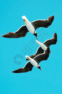 三个海鸥在空中徘徊图片