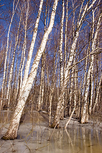 森林下雪退冻泉 原木树图片