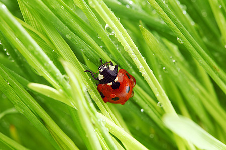 草地上的虫季节场地甲虫植物群植物生态环境花园野生动物动物图片