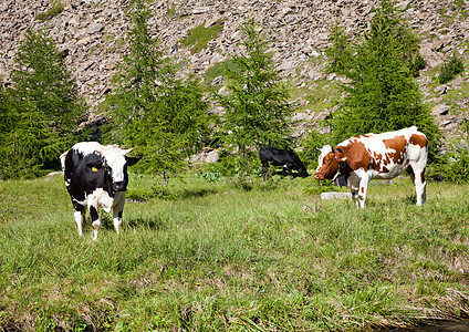 奶牛和意大利阿尔卑斯山农场草地牧场远足农业场地岩石旅游山脉爬坡图片