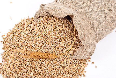 干燥肌肤零散的袋里有谷物麦子解雇季节食物玉米收成粮食耳朵种子小麦背景