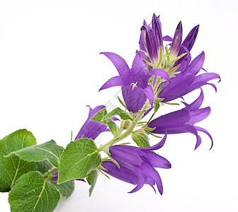 风铃草蓝阵营季节植物叶子生长蓝色植物群花朵白色花园紫色背景