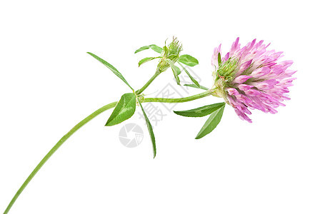 草药 红色三叶素草本花朵药品治疗植物粉色白色草本植物三叶草紫色图片