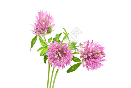 草药 红色三叶素植物草本治疗粉色紫色三叶草叶子花朵药品白色图片