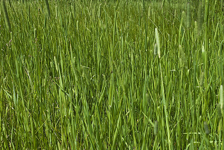 绿草背景生长绿色院子草地草皮植物图片
