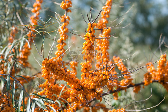 海角橙子浆果叶子鼠李药品宏观衬套植物收成阳光图片