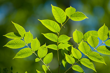 绿叶生长美丽环境植物晴天阳光山毛榉树木花园天空图片