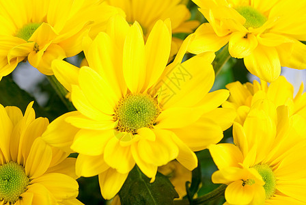 黄色菊花场地宏观园艺花束叶子边界花朵橙子植物花园图片