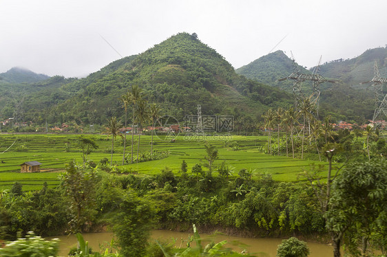 山边的稻田栽培热带文化蓝色叶子农村粮食旅行草地农场图片