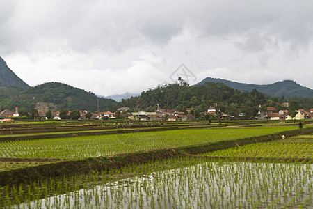 双层中的小帕迪农场种植园季节文化栽培植物粮食环境收成风景图片