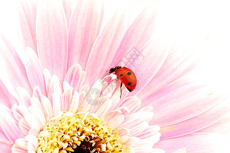 粉红色花朵上的拉虫天线宏观花园生态植物漏洞雏菊甲虫太阳环境图片