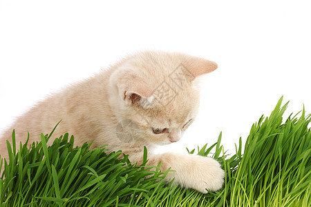 草地后面的猫花园场地生长外套猫科哺乳动物毛皮小猫草本植物眼睛图片