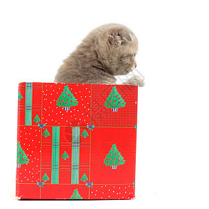 礼品盒中的猫展示猫咪星星动物小猫爪子猫科金子家庭惊喜图片