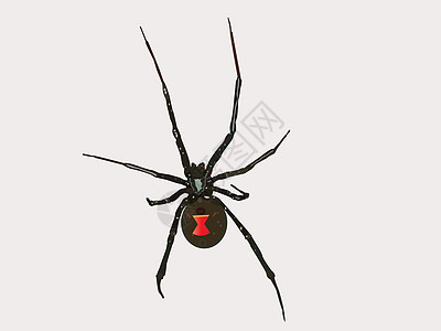 矢量黑寡妇蜘蛛图片