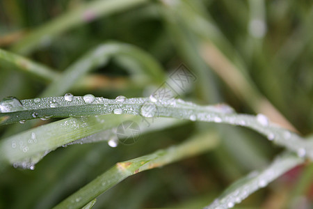 珍珠珠水滴珍珠水珠背景图片