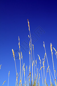 天体背景上的野外药草财富场景城市场地宏观稻草农场天空草本植物土地图片