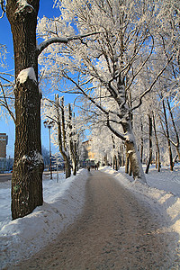 城镇公园的雪树图片