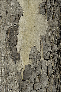 树干底背上树皮图片