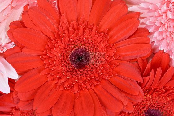 樱花花橙子生活生长植物群花粉花园花瓣雏菊花冠向日葵图片