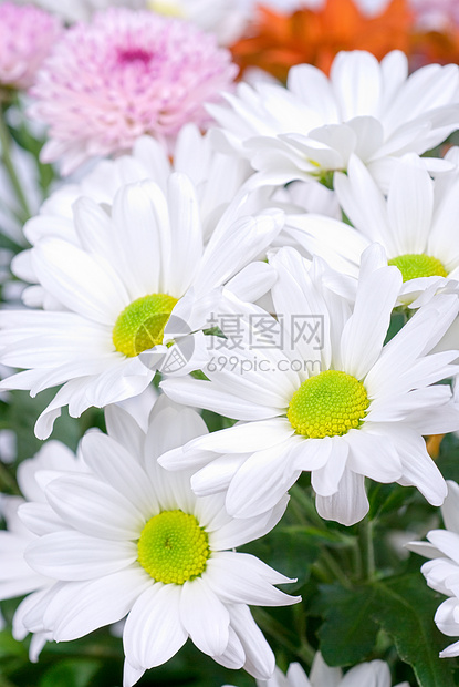 白菊花生长植物群植物学宏观晴天场地花园植物园艺叶子图片