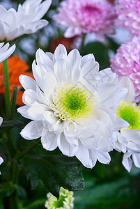 菊花园艺植物群橙子花朵植物花瓣花束植物学花园紫色图片