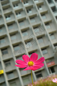 鲜花和房子背景图片