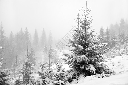 白雪树针叶云杉绿色针叶树公园森林薄雾木头图片